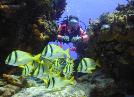 Scuba Diving Cancun