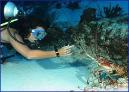 Cozumel Scuba Diving
