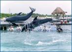 Dolphin Swim Atlantida