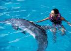 Swim With Dolphins Cancun