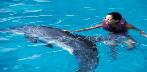 Nado Con Delfines