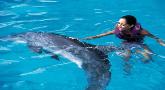 Dolphin Swim Cancun