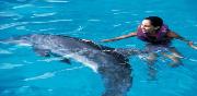 Dolphin Swim Playa del Carmen