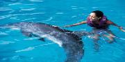 Nado con Delfines Playa del Carmen