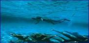 Cozumel Reef Snorkel