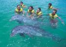 Dolphin Swim Cozumel
