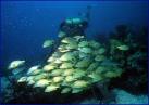 PADI Certification