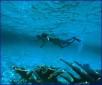 Cozumel Snorkel